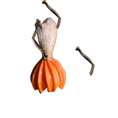 Creation of Seed Dance: Step 4